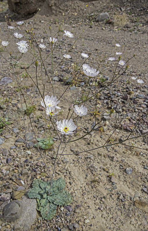 白花蓟马(Atrichoseris platyphylla)，俗称烟草杂草、降落伞植物和沙砾鬼，在加州死亡谷国家公园被发现。菊科。